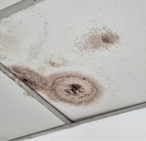 Ceiling is Moldy Wall Panels